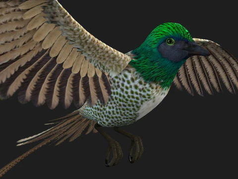 FasanVogelB4 3D Modell