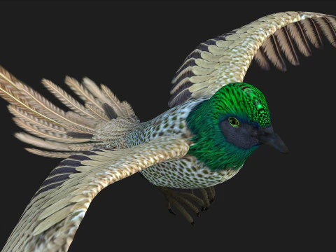 FasanVogelB4 3D Modell