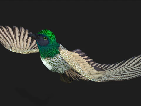 FasanVogelB4 3D Modell