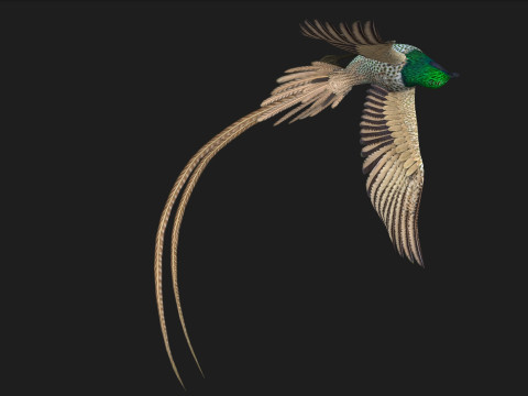 PheasantBirdB4 Modèle 3D