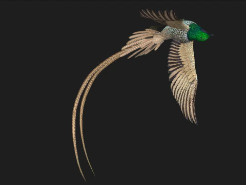 FasanVogelB4 3D Modell