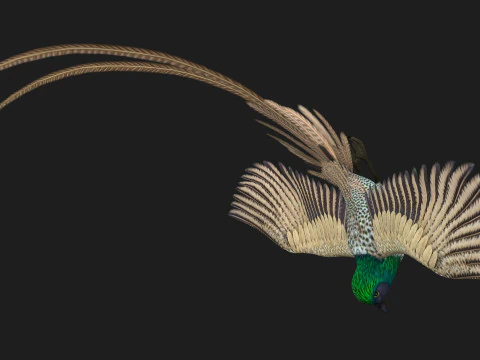 FasanVogelB4 3D Modell