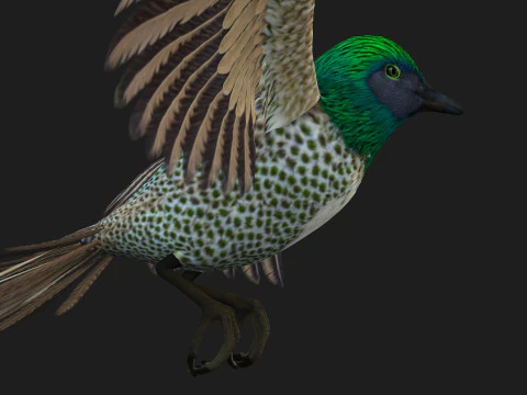 FasanVogelB4 3D Modell