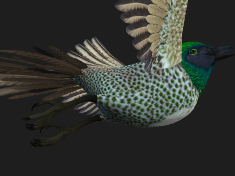 FasanVogelB4 3D Modell