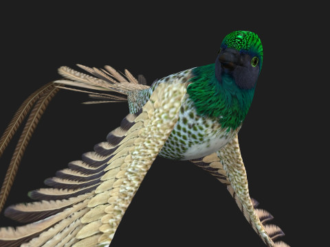 PheasantBirdB4 Modèle 3D
