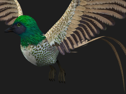 PheasantBirdB4 Modèle 3D