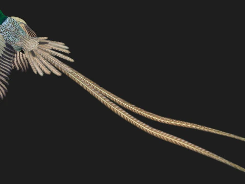 FasanVogelB4 3D Modell