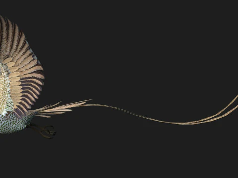 FasanVogelB4 3D Modell