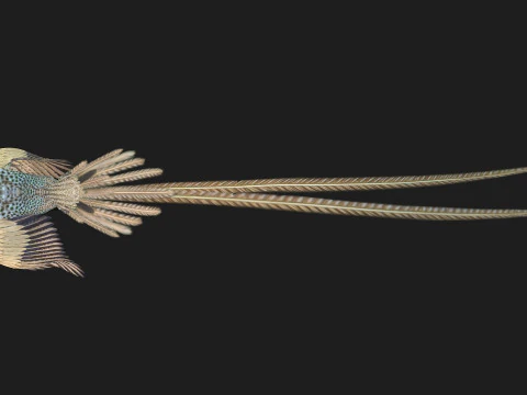 FasanVogelB4 3D Modell