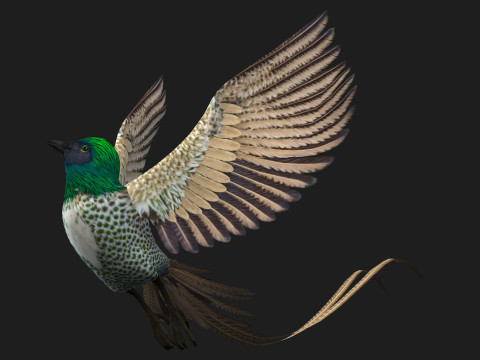 PheasantBirdB4 Modèle 3D