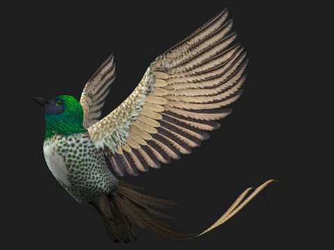 FasanVogelB4 3D Modell