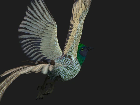 FasanVogelB4 3D Modell