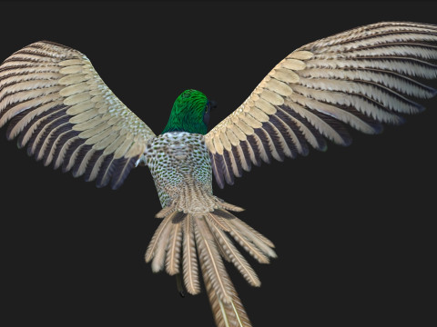 PheasantBirdB4 Modèle 3D