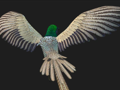 FasanVogelB4 3D Modell