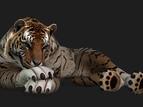 TigerA3 3Dモデル
