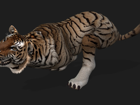 TigerA3 3Dモデル