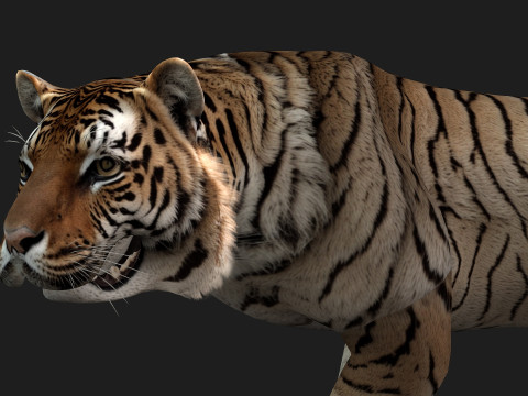 TigerA3 3Dモデル