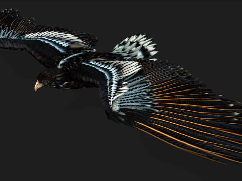 EagleA4 Model 3D