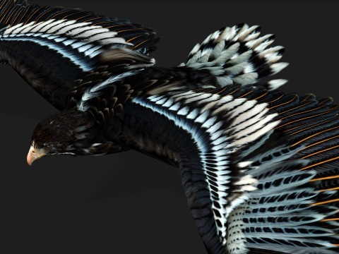 EagleA4 Model 3D