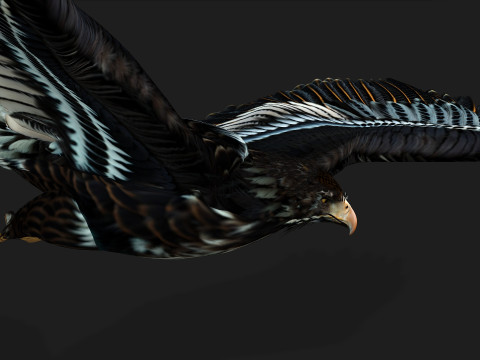 EagleA4 Model 3D