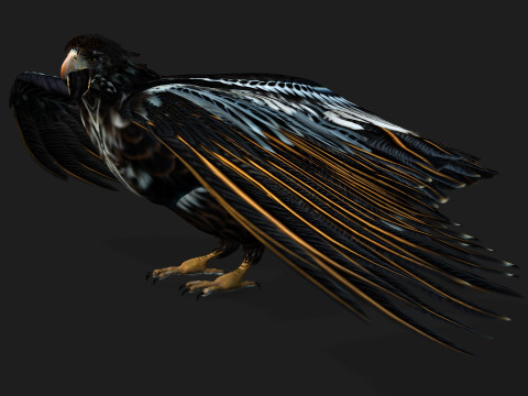 EagleA4 Model 3D