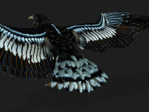 EagleA4 Model 3D