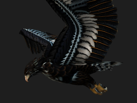EagleA4 Model 3D