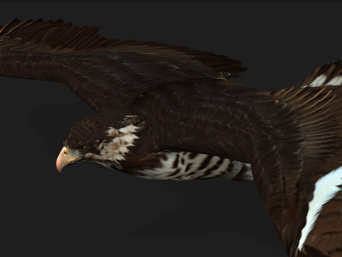 EagleV1E 3D Model
