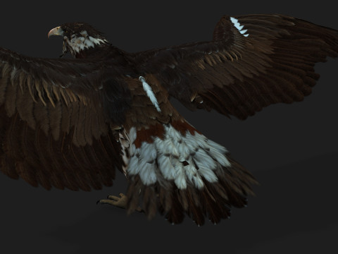 EagleV1E 3D Model