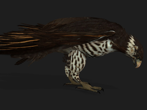 EagleV1E 3D Model