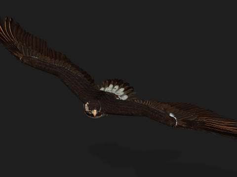 EagleV1E 3D Model