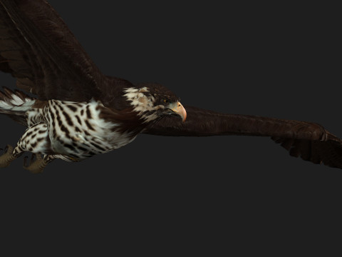 EagleV1E 3D Model