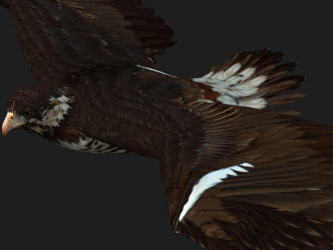 EagleV1E 3D Model