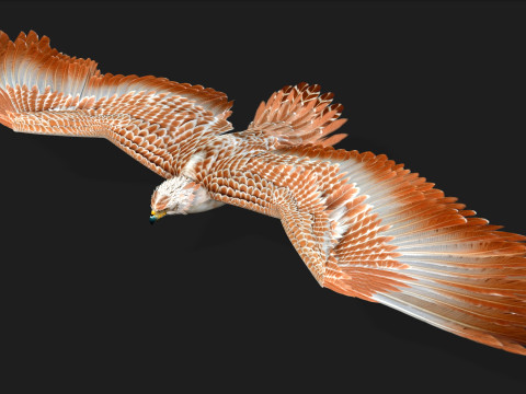 EagleV2E 3D मॉडल