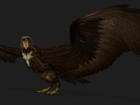 EagleV3E Modello 3D