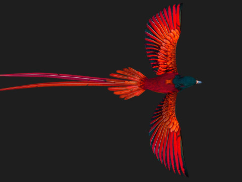 PheasantBirdB5 Modelo 3D