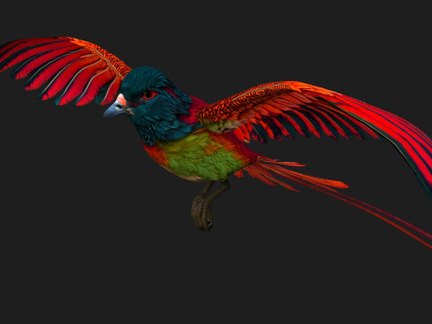 PheasantBirdB5 Modelo 3D