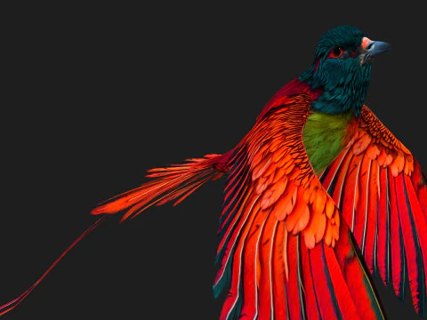 Fais&atilde;oP&aacute;ssaroB5 Modelo 3D