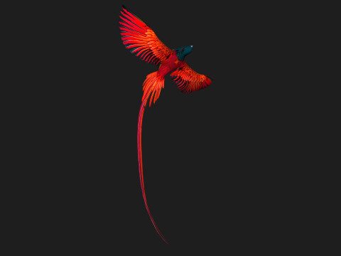 PheasantBirdB5 Modelo 3D