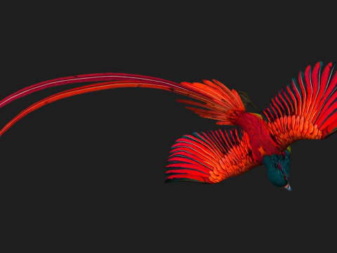 PheasantBirdB5 Modelo 3D