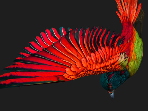 PheasantBirdB5 Modelo 3D