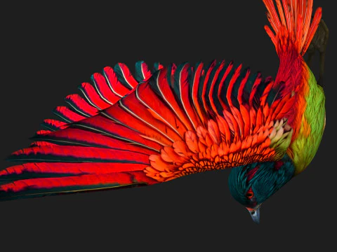 Fais&atilde;oP&aacute;ssaroB5 Modelo 3D