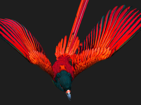 PheasantBirdB5 Modelo 3D