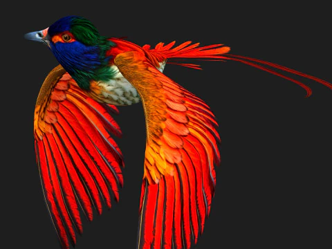 PheasantBirdB6 3D Model