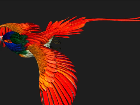 PheasantBirdB6 3D Model