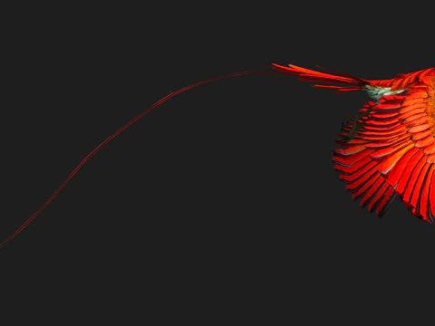 PheasantBirdB6 3D Model