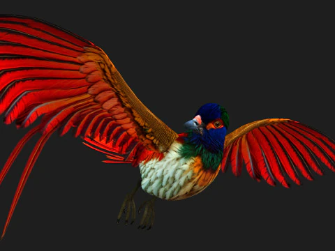 PheasantBirdB6 3D Model
