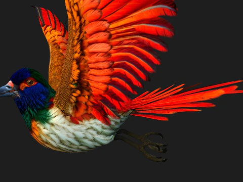 PheasantBirdB6 3D Model