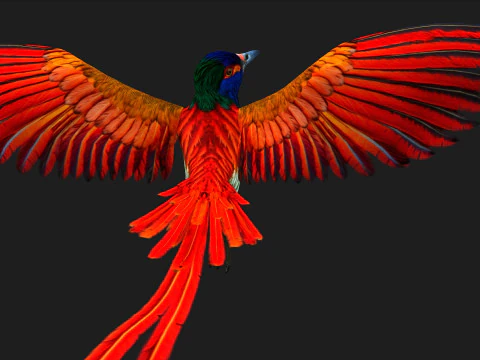 PheasantBirdB6 3D Model
