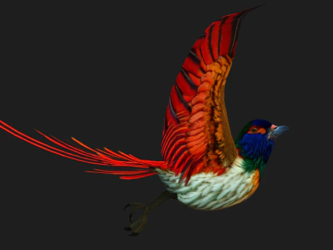 PheasantBirdB6 3D Model